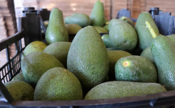 Foto - Tam bir vitamin deposu! Avokado'da 30 milyon ihracat hedefleniyor