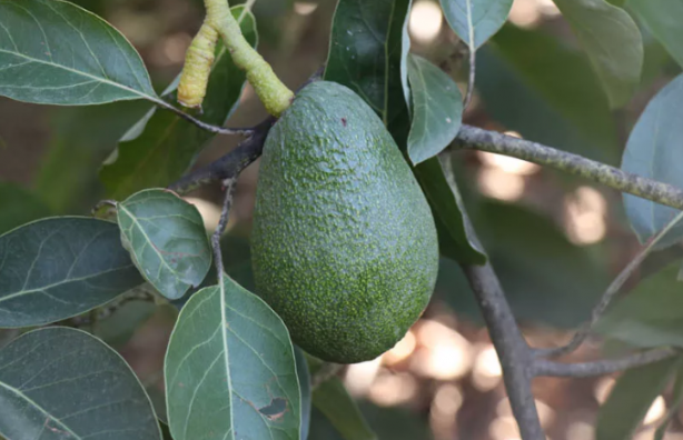 Foto - Tam bir vitamin deposu! Avokado'da 30 milyon ihracat hedefleniyor