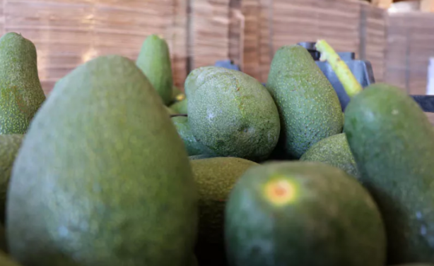 Foto - Tam bir vitamin deposu! Avokado'da 30 milyon ihracat hedefleniyor
