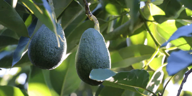 Tam bir vitamin deposu! Avokado'da 30 milyon ihracat hedefleniyor