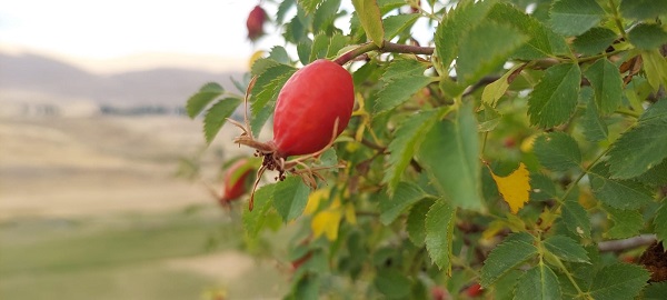 Foto - Tam bir vitamin deposu! Kışın eksik etmeyin
