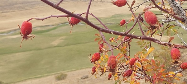 Foto - Tam bir vitamin deposu! Kışın eksik etmeyin