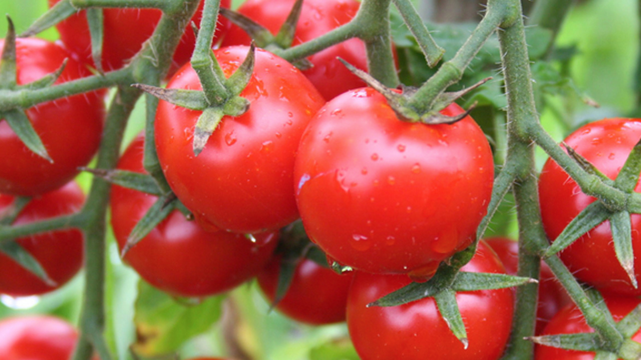 Foto - Kış ayının vazgeçilmez puf noktaları: Kurutma yöntemleri