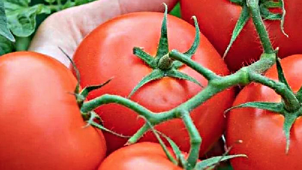 Foto - Kış ayının vazgeçilmez puf noktaları: Kurutma yöntemleri