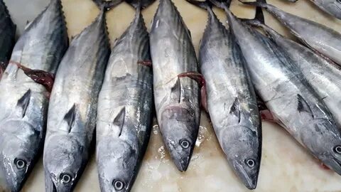 Foto - Tam mevsimi! Bu balığı tüketen kolesterol nedir bilmiyor, demir, magnezyum ve D vitamini deposu