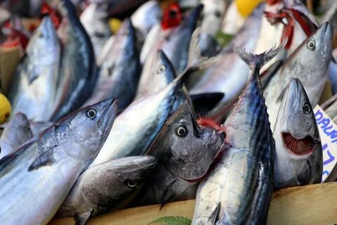 Foto - Tam mevsimi! Bu balığı tüketen kolesterol nedir bilmiyor, demir, magnezyum ve D vitamini deposu