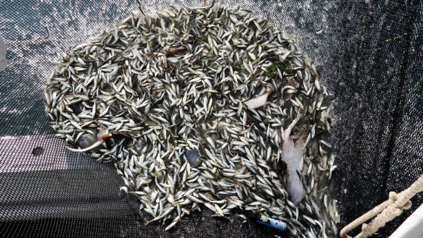 Foto - Tamı tamına 200 bin lira cezası var! Yarından sonra bunu yapanlar yandı