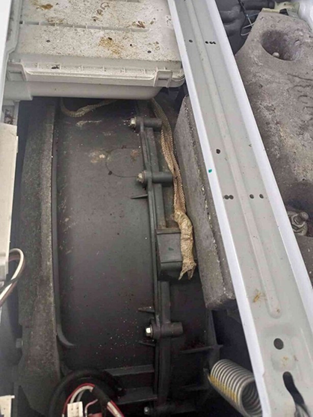 Foto - Tamir ettiği çamaşır makinesinden çıkan şey korkuttu: 29 yıldır bu işi yapıyorum daha önce karşılaşmadım