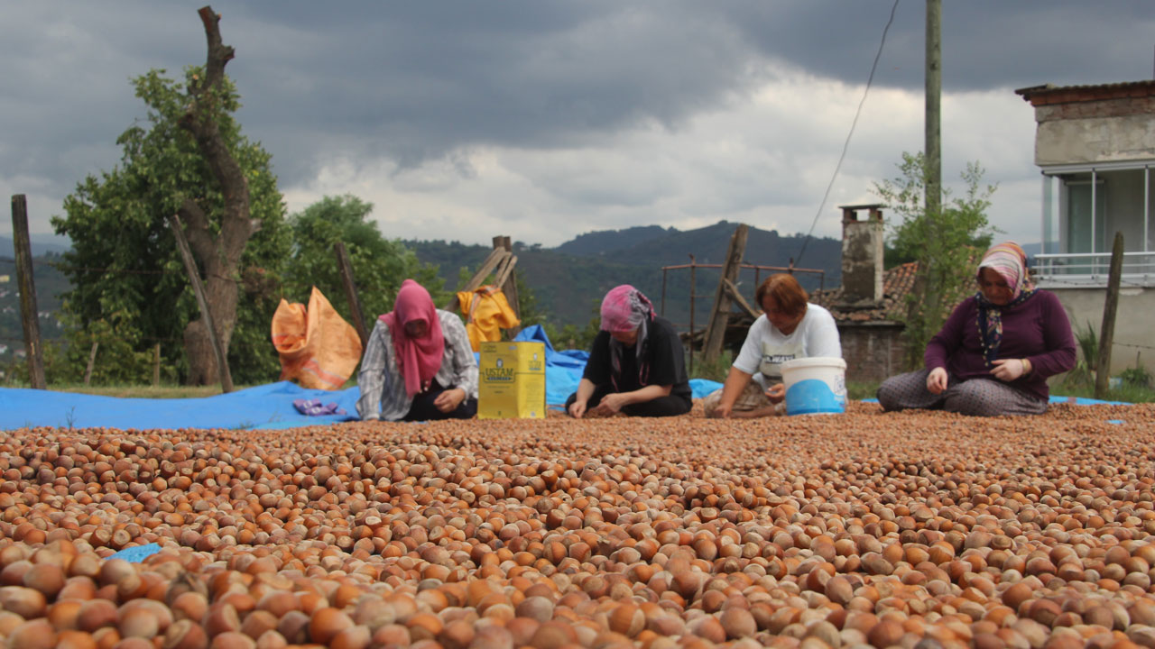 Foto - Tane tane ayıklanıyor! Hasat bitti asıl zorluk şimdi başladı