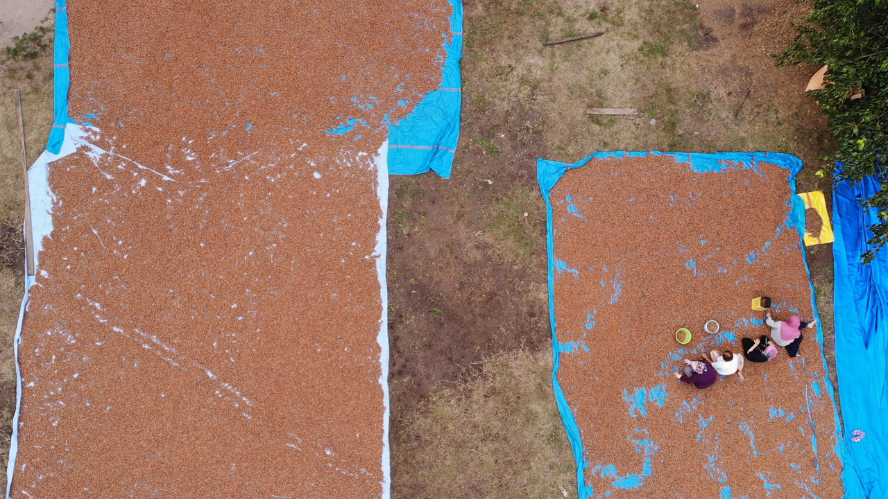 Foto - Tane tane ayıklanıyor! Hasat bitti asıl zorluk şimdi başladı