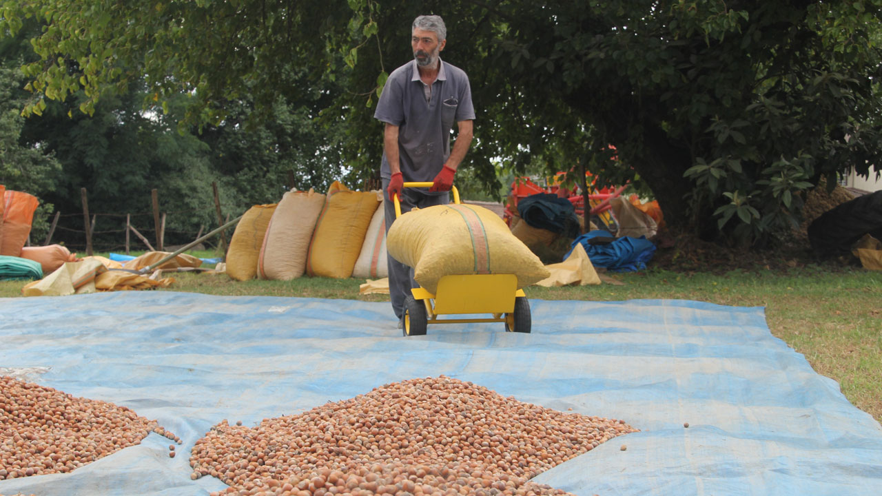 Foto - Tane tane ayıklanıyor! Hasat bitti asıl zorluk şimdi başladı