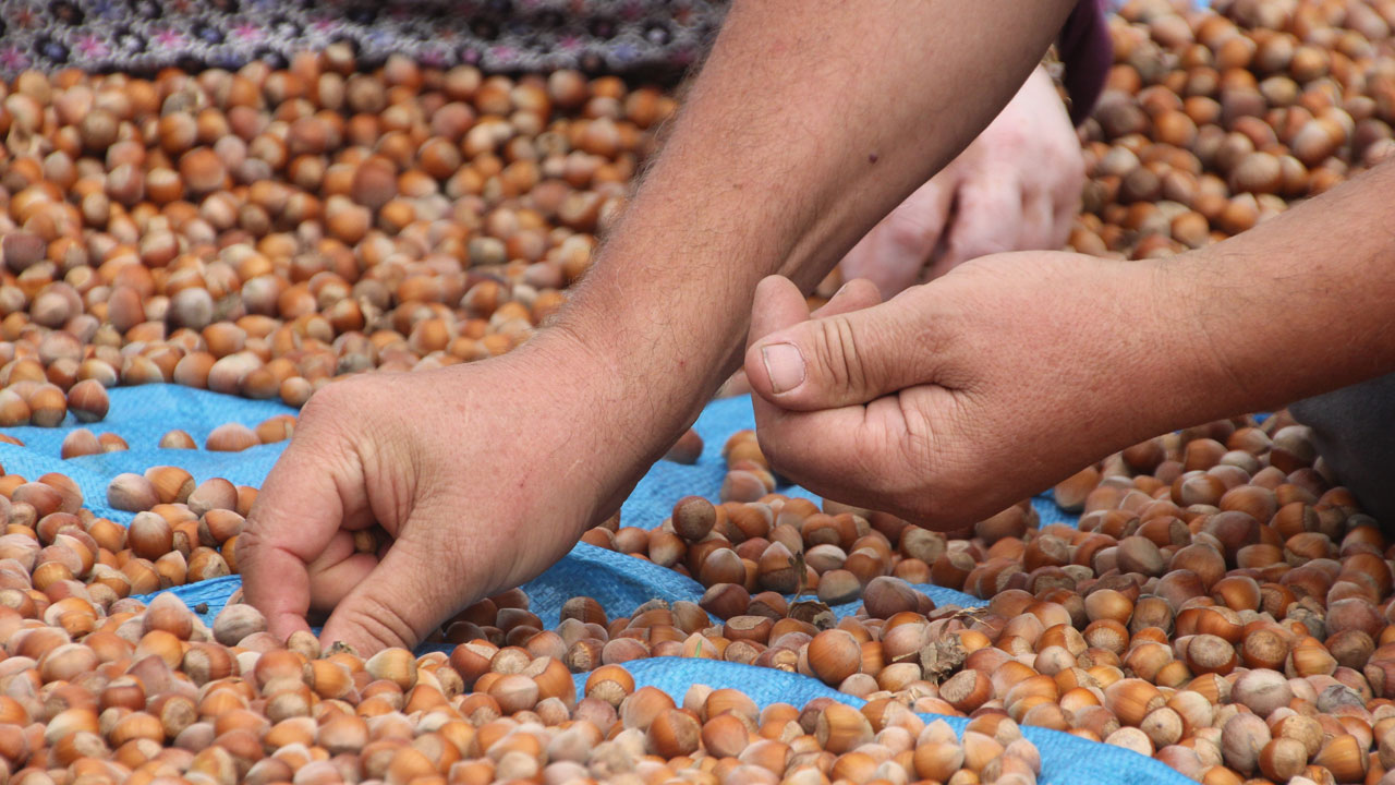 Tane tane ayıklanıyor! Hasat bitti asıl zorluk şimdi başladı