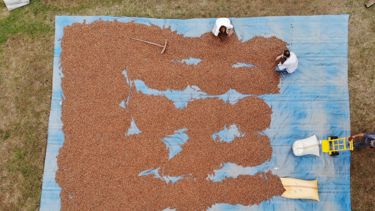 Foto - Tane tane ayıklanıyor! Hasat bitti asıl zorluk şimdi başladı