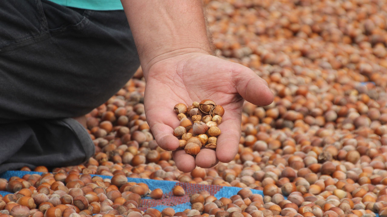 Foto - Tane tane ayıklanıyor! Hasat bitti asıl zorluk şimdi başladı