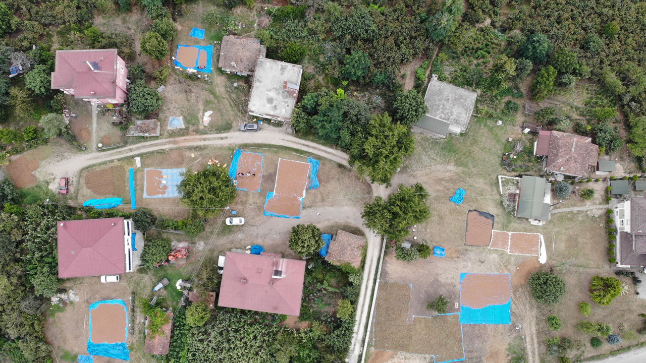 Foto - Tane tane ayıklanıyor! Hasat bitti asıl zorluk şimdi başladı