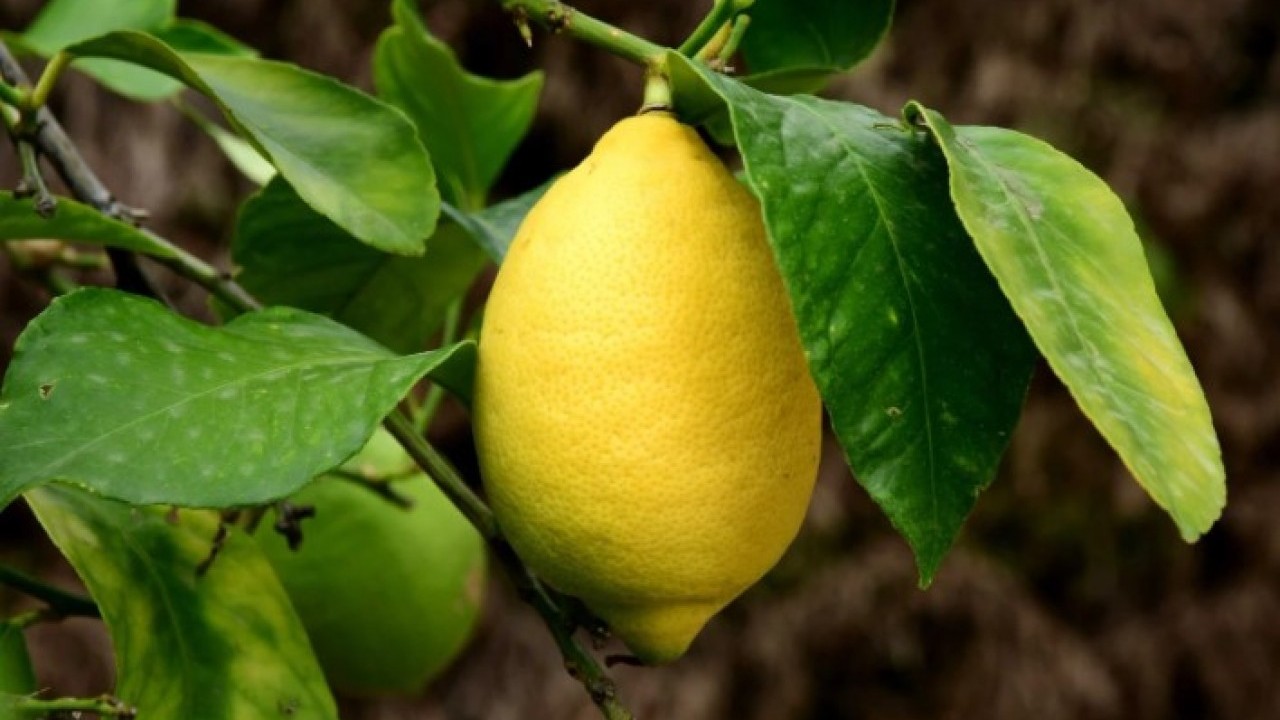 Tanesi 24 liraya kadar dayandı! Limonun fiyatı cep yakıyor