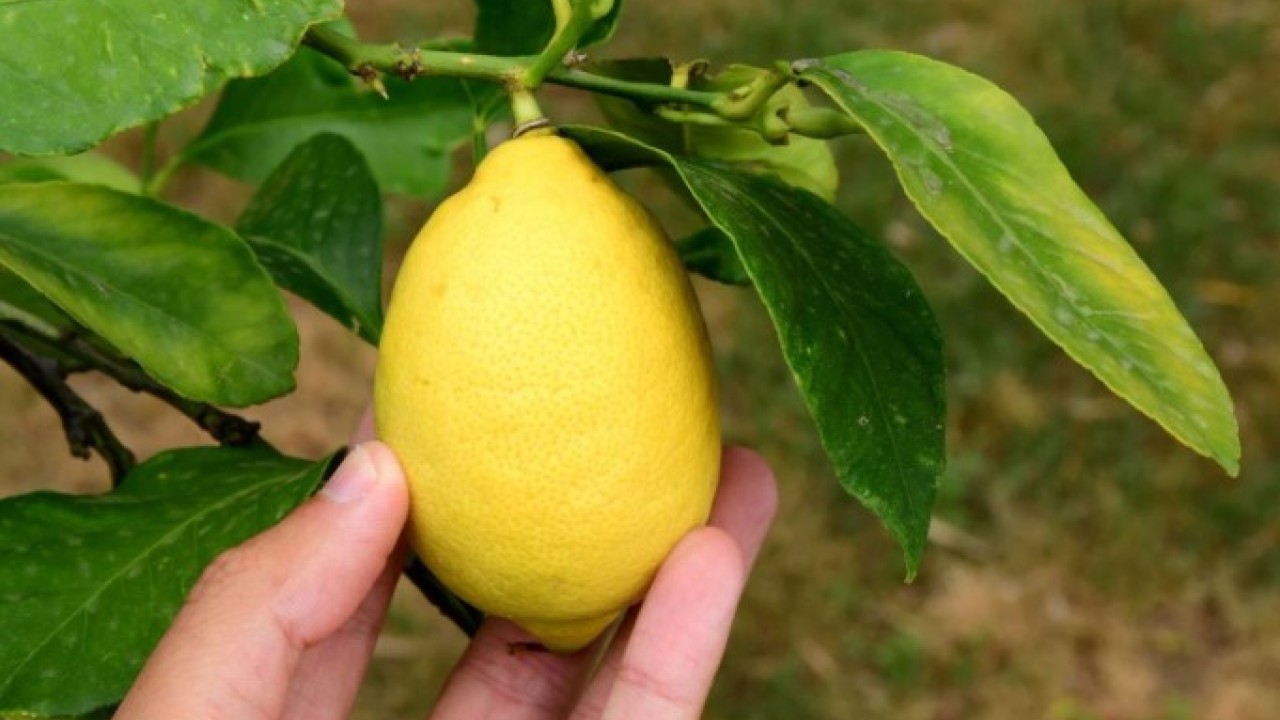 Foto - Tanesi 24 liraya kadar dayandı! Limonun fiyatı cep yakıyor