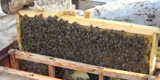 Foto - Tansiyonu 20 gün içinde ortadan kaldırıyor! Bal: Bin bir derde deva süper besin! Sonuca bakın, herkesi şaşırttı!