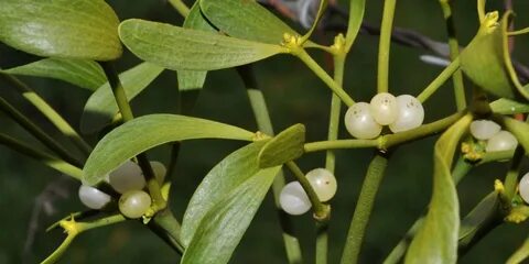 Foto - Tansiyonu sabitleyen bitki mi olur? Demeyin! 12.8’de bırakıyor, tuz bile yükseltmiyor