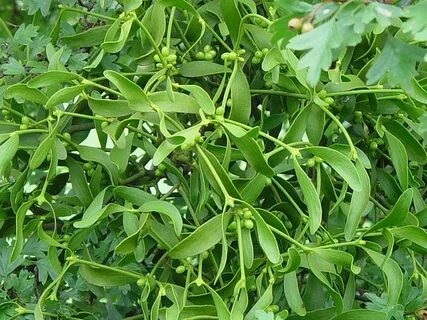 Foto - Tansiyonu sabitleyen bitki mi olur? Demeyin! 12.8’de bırakıyor, tuz bile yükseltmiyor