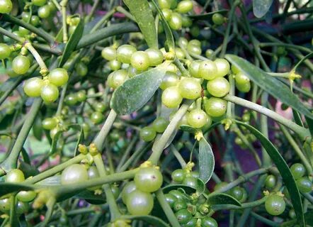 Foto - Tansiyonu sabitleyen bitki mi olur? Demeyin! 12.8’de bırakıyor, tuz bile yükseltmiyor