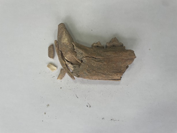 Tarih fışkıran bölge için Antik Kentten flaş talep! Acil olarak bu istendi