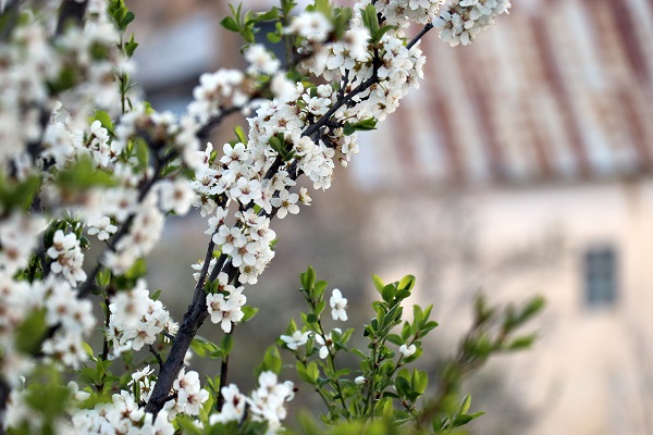 Foto - Tarih ile doğanın muhteşem buluşması