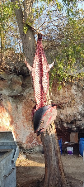 Foto - Tarihi av! Tam 207 kilo ağırlığında