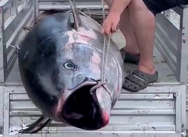 Tarihi av! Tam 207 kilo ağırlığında