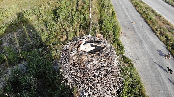 Foto - Tarihi hastane leyleklere yuva oldu