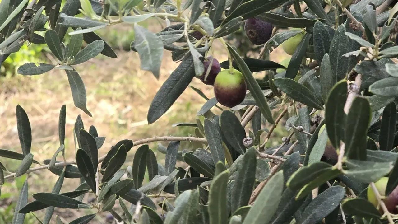 Foto - Tarihi keşif... Tespit edildi: 5 bin 500 sikkenin arasında öyle bir parça çıktı ki! Nadir gümüş para: 4 örnek buldular