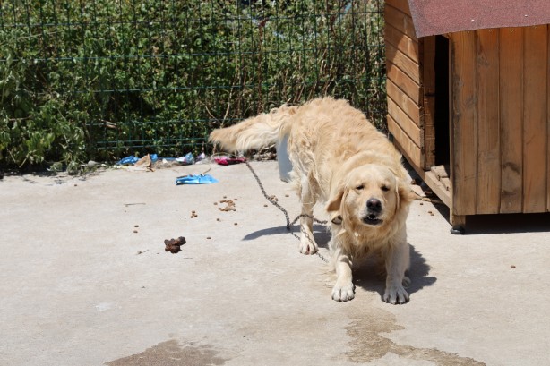 Foto - Tarihi sıcaklık belediyeye sokak hayvanları için çağrı yaptırdı
