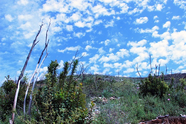 Foto - Tarihin en büyük orman yangını yaşanmıştı! Türkülere konu olan koyun son hali