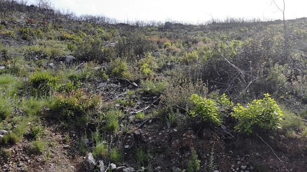 Foto - Tarihin en büyük orman yangını yaşanmıştı! Türkülere konu olan koyun son hali