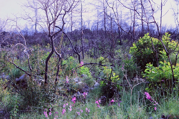 Foto - Tarihin en büyük orman yangını yaşanmıştı! Türkülere konu olan koyun son hali
