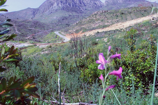 Foto - Tarihin en büyük orman yangını yaşanmıştı! Türkülere konu olan koyun son hali