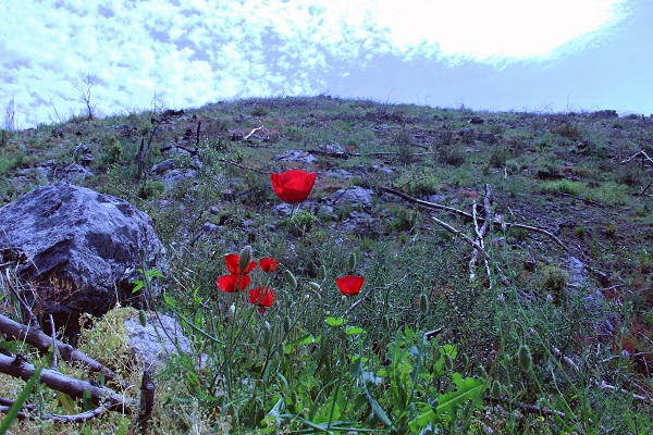 Tarihin en büyük orman yangını yaşanmıştı! Türkülere konu olan koyun son hali
