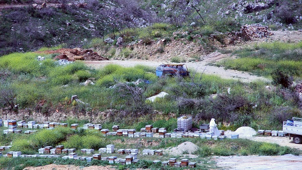 Foto - Tarihin en büyük orman yangını yaşanmıştı! Türkülere konu olan koyun son hali