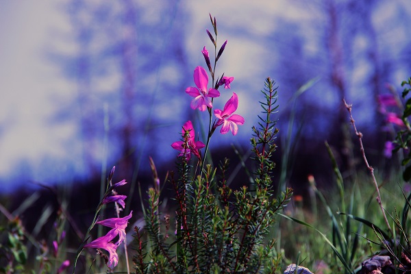 Foto - Tarihin en büyük orman yangını yaşanmıştı! Türkülere konu olan koyun son hali
