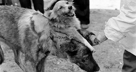 Foto - Tarihin en korkunç deneyi