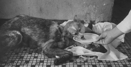 Foto - Tarihin en korkunç deneyi