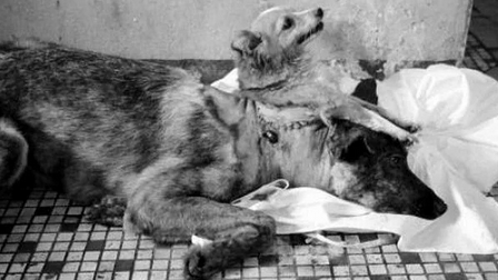 Foto - Tarihin en korkunç deneyi