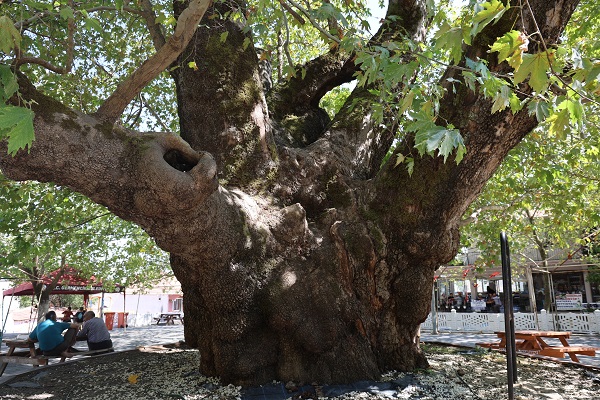 Tarihin sessiz tanığı: 800 yıllık çınar mest ediyor