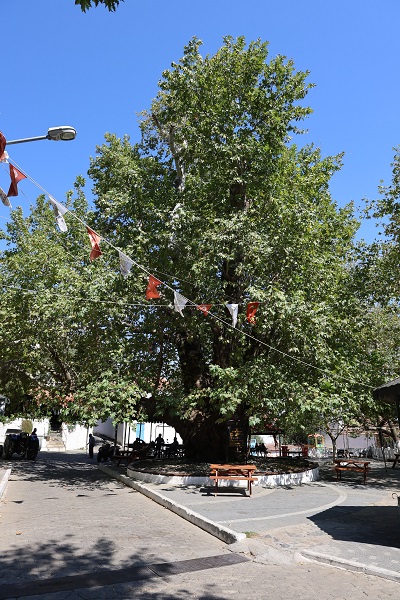 Foto - Tarihin sessiz tanığı: 800 yıllık çınar mest ediyor