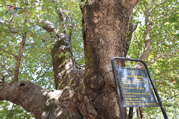 Foto - Tarihin sessiz tanığı: 800 yıllık çınar mest ediyor