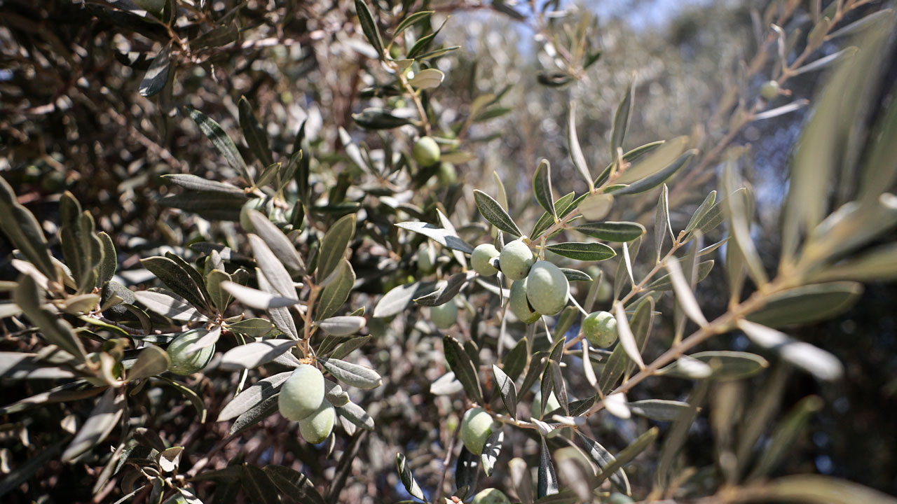 Foto - Tarihin tanığı zeytin ağacı! 1316 yıldır zamana meydan okuyor
