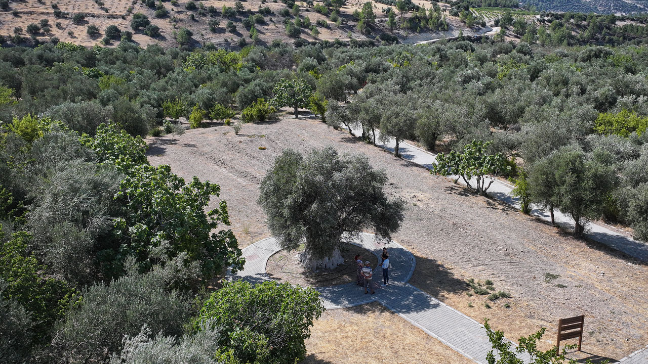 Foto - Tarihin tanığı zeytin ağacı! 1316 yıldır zamana meydan okuyor