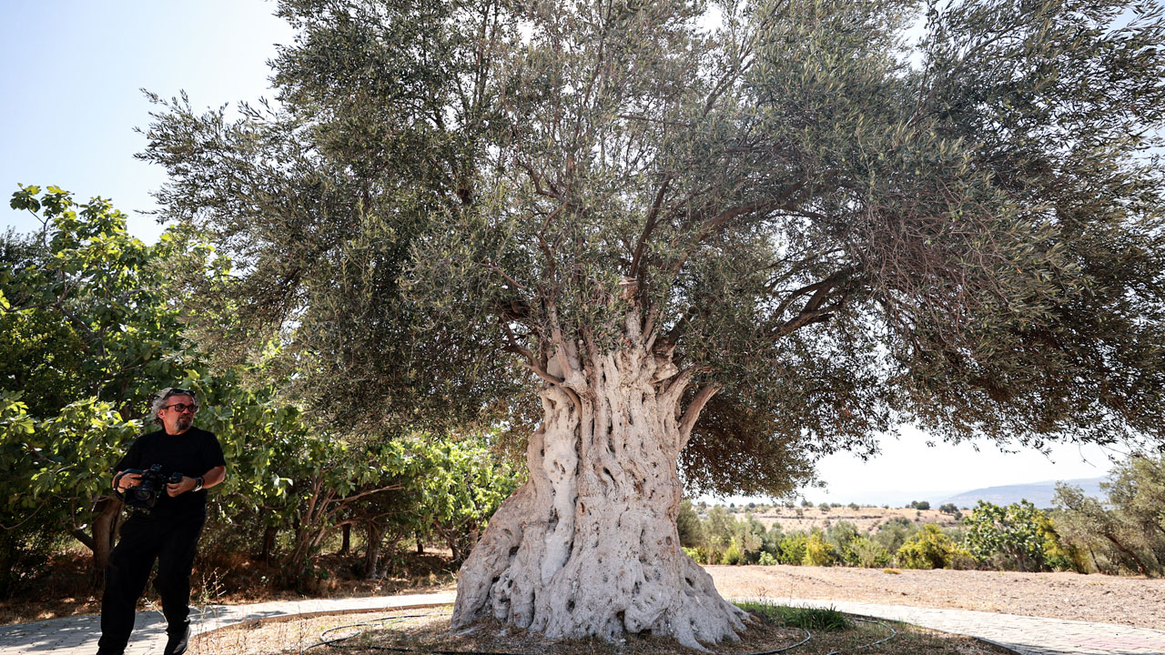 Foto - Tarihin tanığı zeytin ağacı! 1316 yıldır zamana meydan okuyor
