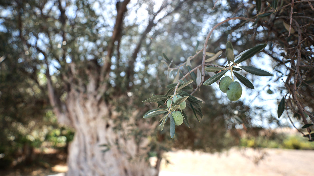 Tarihin tanığı zeytin ağacı! 1316 yıldır zamana meydan okuyor
