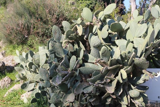 Foto - Tarihte yolculuk edin: Antalya antik kentleri - 1